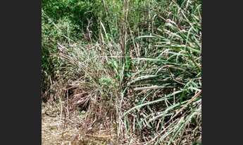 Imagem 3: Chácara 10.000 m2 120 mil -Colombo/Bocaiuva