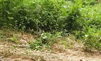 Imagem 3: Chacara em esmeraldas