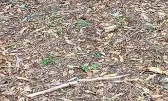 Imagem 2: Chácara para venda