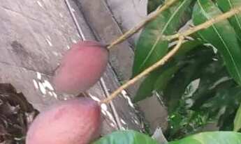 Imagem 6: Vendo casa mobiliada na Fazenda Real I,II, em Macaíba