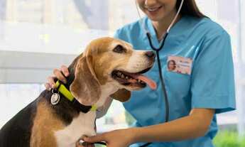 Imagem: Clinica Veterinária completa à venda