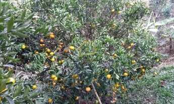 Imagem 7: EXECELENTE CHÁCARA PARA VENDA