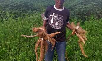 Imagem 6: Fazenda Alto Gurguéia