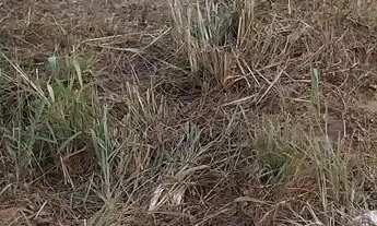 Imagem 2: Vende-se/repasse terreno