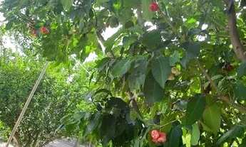 Imagem 5: Chácara Chácara com venda por R$350.000