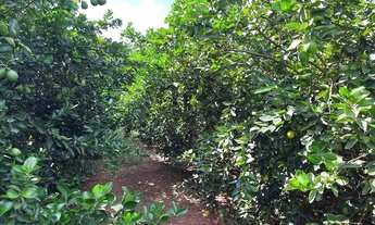 Imagem: Oportunidade unica sitinho em Ibira lindinho