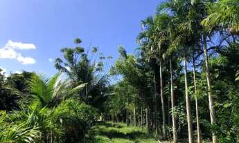 Imagem: Fazenda 80 tarefas Vila Margarida / Itanagra