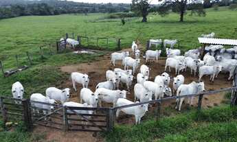 Imagem 2: Fazenda/Sítio/Chácara 7 alqueires,2 em caldas novas toda formada, planta tudo