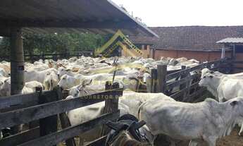 Imagem 5: Fazenda à Venda na Estrada Araruama-São Vicente, Banqueiros, Araruama-RJ