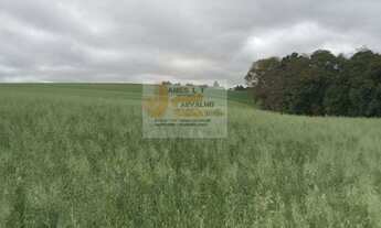 Imagem: Vende-se Imóvel Rural em Pato Branco-PR