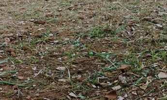 Imagem: Vendo Terreno Plano na Vargem / Grande Cônego