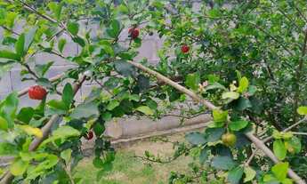 Imagem 6: VENDO MINI CHÁCARA NO ALTO DO SCHUENCK COM 1000 MTS²