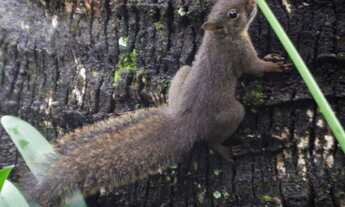 Imagem 4: Vendo terreno no condomínio Remanso no Perissê com 1073 mts²