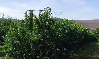 Imagem 4: Sítio à venda em Altinópolis, Área Rural de Altinópolis, com 4 quartos, 300m²