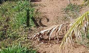 Imagem 5: Sítio à venda em Altinópolis, Área Rural de Altinópolis, com 4 quartos, 300m²