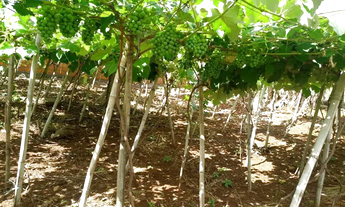 Imagem 4: CHÁCARA - REF.CH091