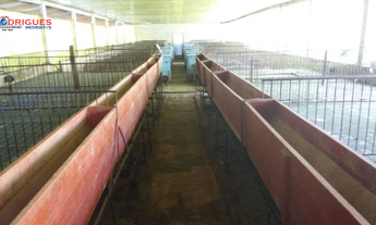 Imagem 4: Linda Área Rural