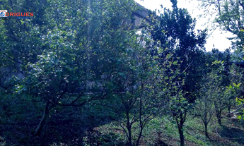 Imagem 4: Chácara para venda na cidade de São Domingos, próximo ao alagado!