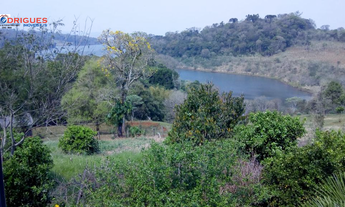 Imagem 2: Chácara para venda na cidade de São Domingos, próximo ao alagado!