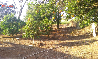 Imagem 4: Chácara para venda na Linha São Roque!!!