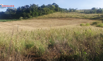 Imagem 7: Ótima Chácara entre linha Alvorada e Presidente Juscelino