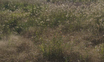 Imagem 4: Terrenos no loteamento Araucária Park