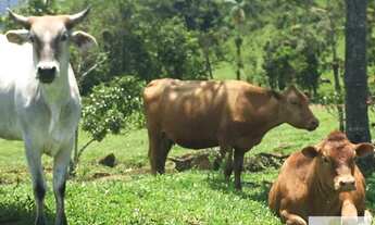 Imagem 3: Maravilhoso Sítio em Pirabeiraba, com vista espetacular do complexo de montanhas e vales