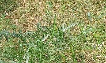 Imagem 7: Terreno 640 metros - Jardim Santa Paula - Cotia