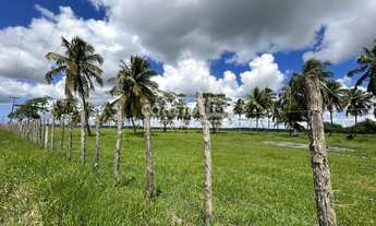 Imagem 4: Júnior Creci 4745 SU - 84 99922.4172 - Fazenda c/ 37 hectares - R$ 3.900.000 - Centro - Ní