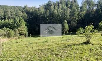 Imagem 2: Sítio em Campo Alegre com 12.100 m², com duas casas de madeira, todo cercado, com riacho n