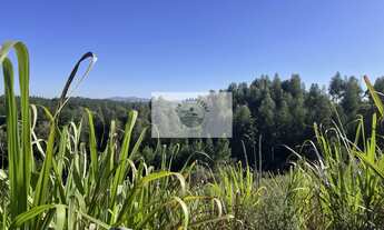 Imagem 7: Sítio em Campo Alegre com 12.100 m², com duas casas de madeira, todo cercado, com riacho n