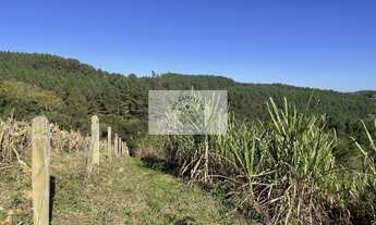 Imagem 5: Sítio em Campo Alegre com 12.100 m², com duas casas de madeira, todo cercado, com riacho n