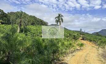 Imagem 4: Terreno para sitio no Quiriri, apenas 5 km do pórtico, escriturado, com lagos e riacho