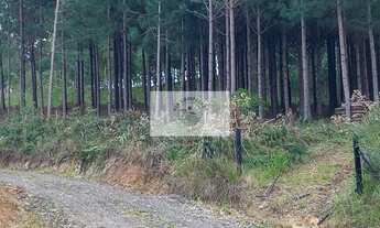 Imagem 3: Chácara a venda em Campo Alegre, frente para a SC-110, com 28.300 m², escriturada