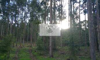 Imagem 4: Chácara a venda em Campo Alegre, frente para a SC-110, com 28.300 m², escriturada