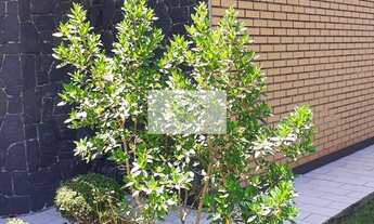 Imagem 4: Casa com amplo terreno no bairro Comasa