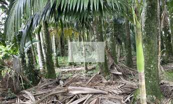 Imagem 7: Terreno com 9.292 m2, de frente para o asfalto, Estrada Timbé, com 2 casas, galpão, rancho