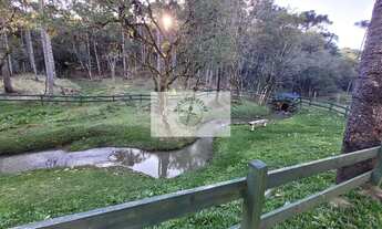 Imagem 4: Sítio com 20.000 m², no Lageado, com riacho e lindas araucarias, 100 metros do asfalto