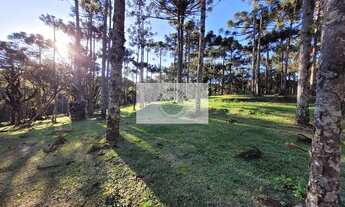 Imagem 7: Sítio com 20.000 m², no Lageado, com riacho e lindas araucarias, 100 metros do asfalto
