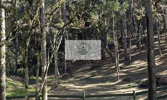 Imagem 2: Sítio com 20.000 m², no Lageado, com riacho e lindas araucarias, 100 metros do asfalto