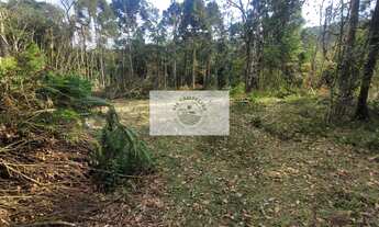 Imagem 6: Sítio escriturado com 52.000 m², com nascente e lindas araucarias