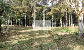 Imagem 5: Sítio escriturado com 52.000 m², com nascente e lindas araucarias