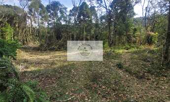 Imagem 7: Sítio escriturado com 52.000 m², com nascente e lindas araucarias