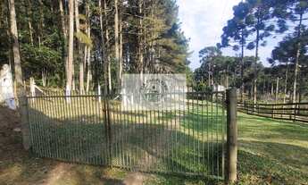 Imagem 2: Sítio escriturado com 52.000 m², com nascente e lindas araucarias