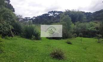 Imagem 6: Sítio com 85.107 m², escriturado, com casa simples e galpão, lindas araucarias