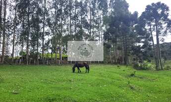 Imagem 4: Sítio com 85.107 m², escriturado, com casa simples e galpão, lindas araucarias