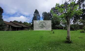 Imagem 7: Sítio com 85.107 m², escriturado, com casa simples e galpão, lindas araucarias