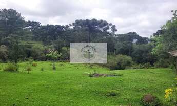 Imagem 5: Sítio com 85.107 m², escriturado, com casa simples e galpão, lindas araucarias