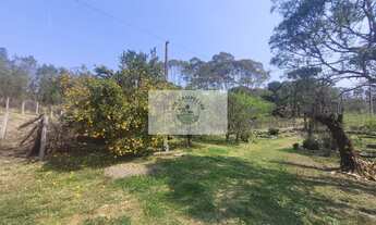 Imagem 6: Sítio com 5.785 m², documentado, região de Avenquinha, com lago, araucárias