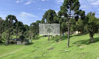 Imagem 3: Sítio com 6.245,00 m², belas araucárias, lugar alto, com uma casa para reformar, documenta